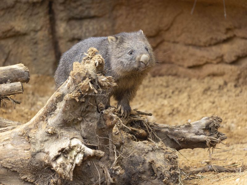 Wombat - Les animaux des Terres Rouges - Animal unique en France - ZooParc de Beauval
