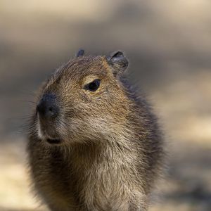 Capybara - Animaux extraordinaires du ZooParc