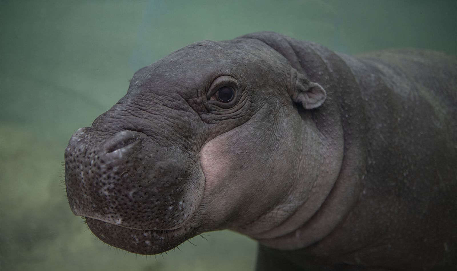 Moo Deng, l’adorable bébé hippopotame nain qui enflamme Internet tout en présentant des risques