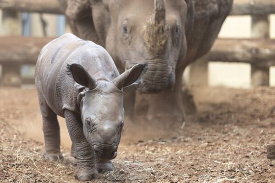 Un deuxième bébé rhinocéros indien pour ouvrir l’année 2026 à Beauval