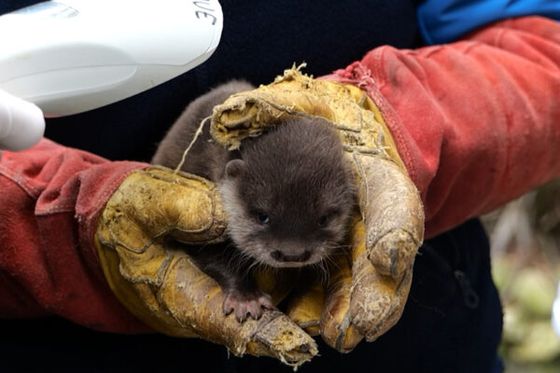 Bébé loutre : une première visite médicale pleine de surprises !