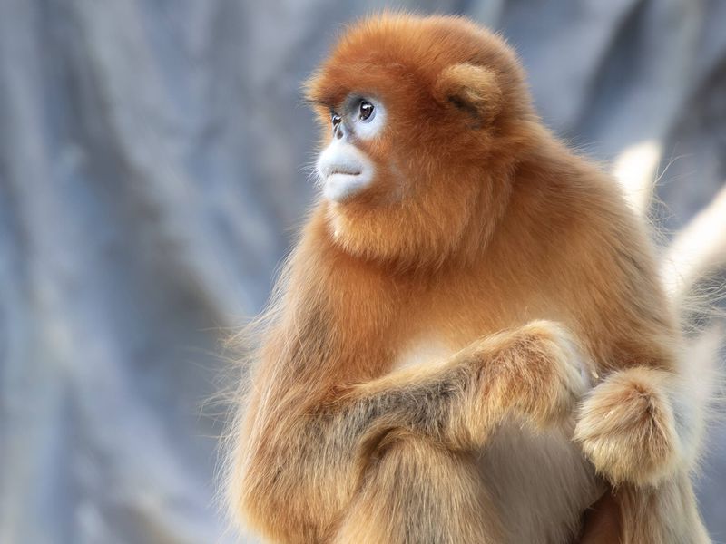 Singe doré - Animaux extraordinaires du ZooParc