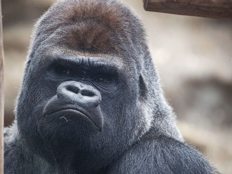 Gorille des plaines de l'Ouest - Animaux extraordinaires du ZooParc