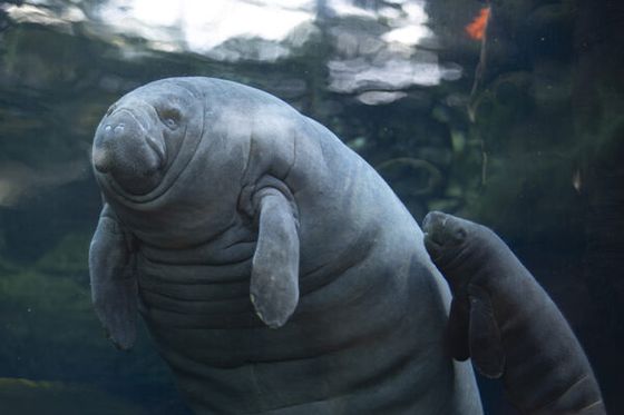 Naissance à Beauval : un bébé lamantin des Caraïbes voit le jour au Dôme Équatorial