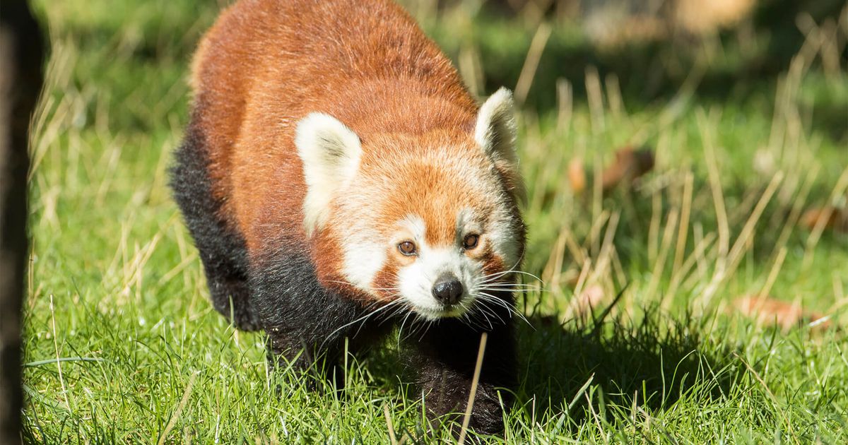 Peluche panda roux géant Liao - La Boutique du ZooParc de Beauval