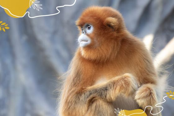 Journée mondiale des singes : protégeons-les tous et notamment les…