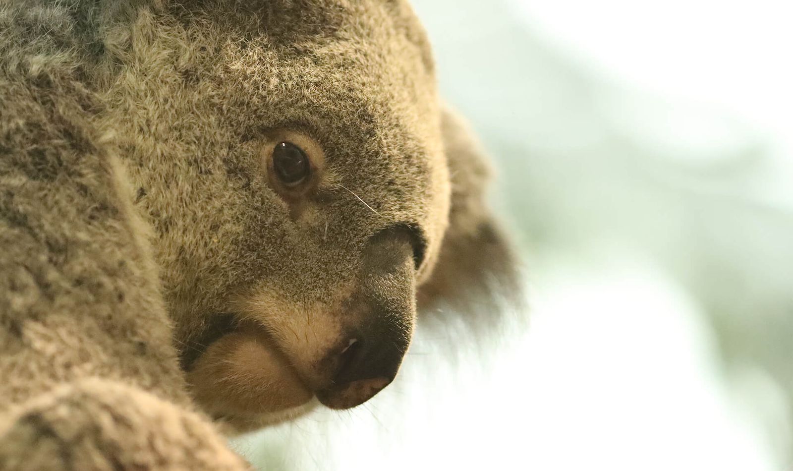 Koala - Animaux extraordinaires du ZooParc