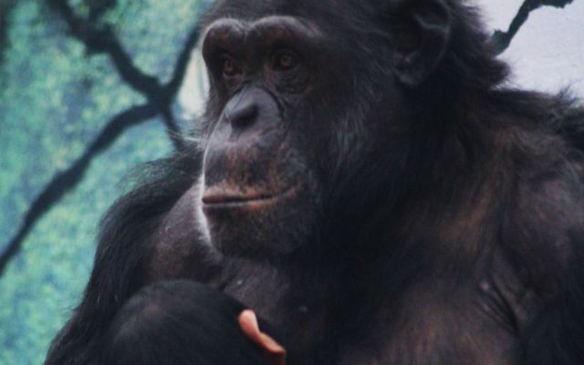 Chimpanzé - L'histoire du ZooParc