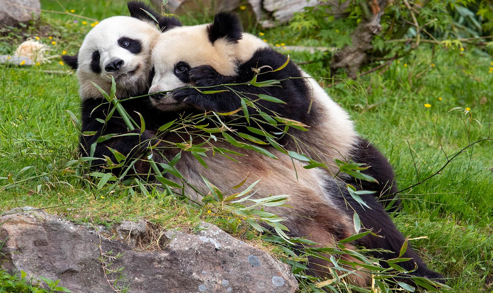 Giant pandas