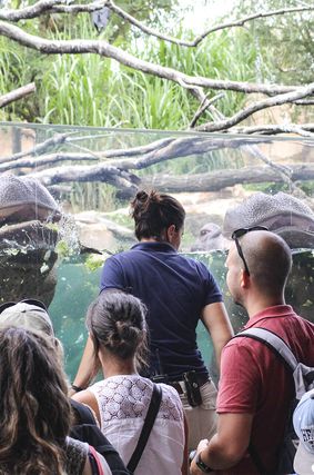 Nourrissage des hippopotames - Activité familiale Beauval en Coulisses - ZooParc de Beauval