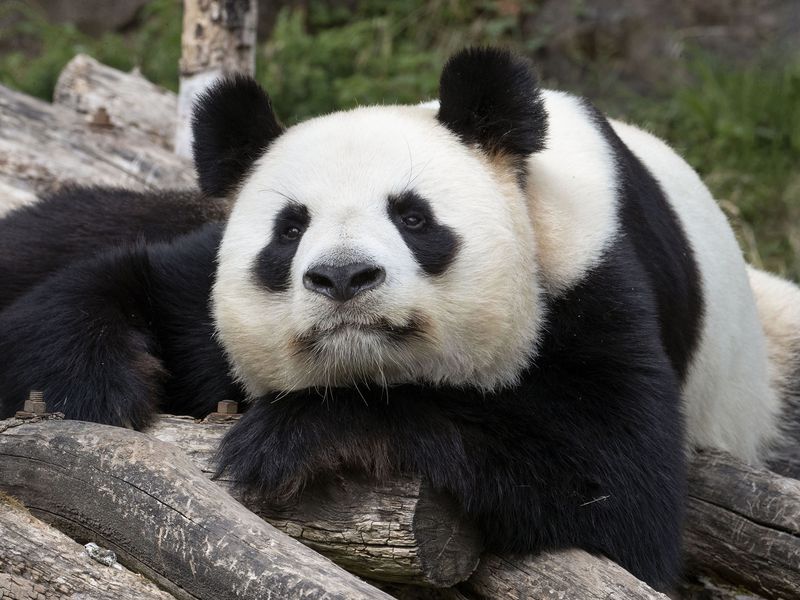 Yuan Zi - Panda - ZooParc de Beauval