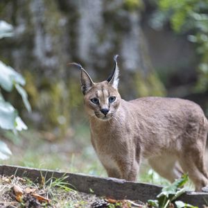 Caracals