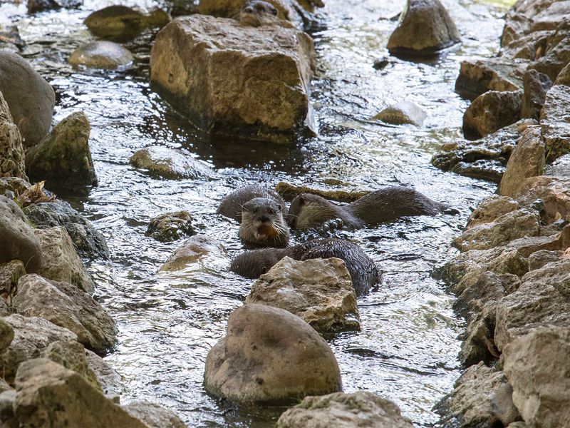 Loutre naine d'Asie - Nature et Zoo : l'actualité des zoos