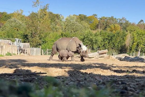 Bahïs, bébé rhinocéros indien découvre la Plaine Asiatique à Beauval !