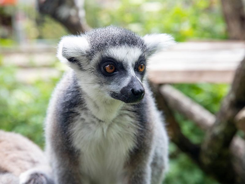 Maki catta - Animaux extraordinaires du ZooParc