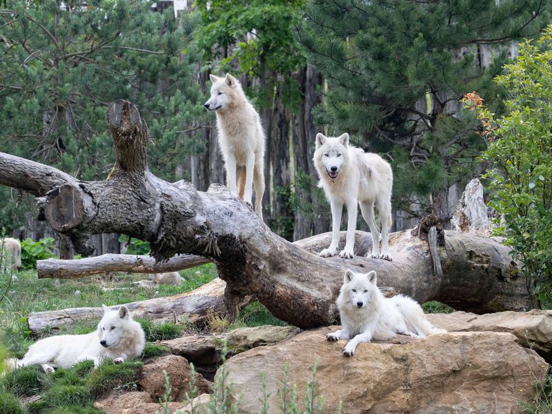 Loups arctiques - Animaux extraordinaires du ZooParc