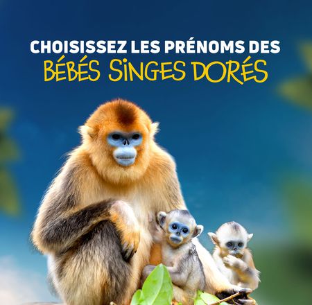 Vote prénoms bébés singes dorés - Jeu ZooParc de Beauval