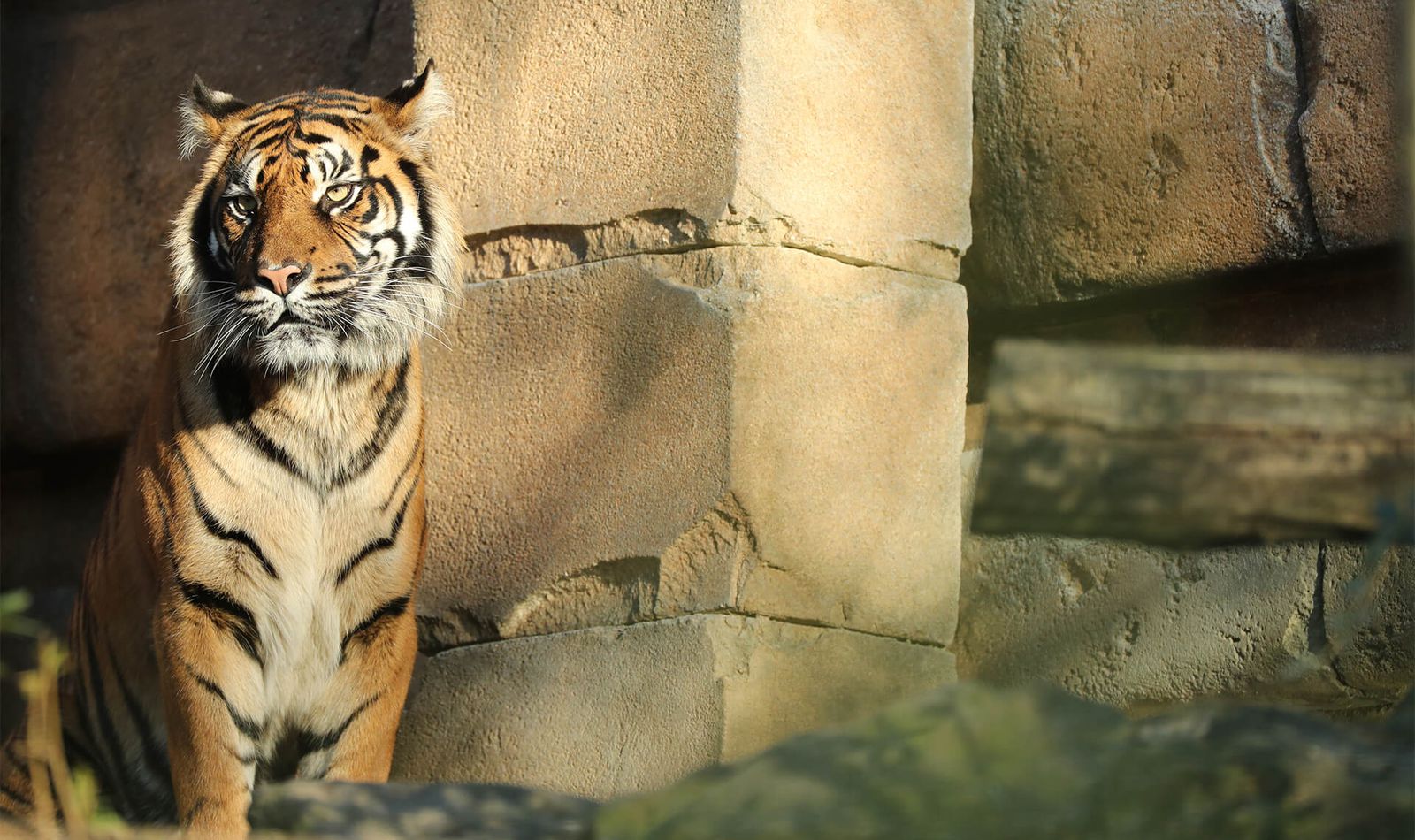 Tigre de Sumatra - Animaux extraordinaires du ZooParc