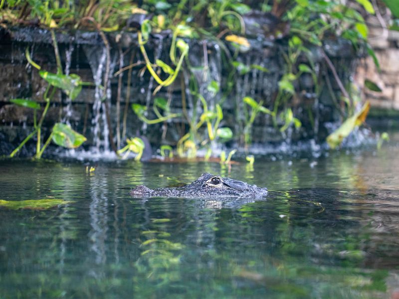 Alligator du Mississipi - Animaux extraordinaires du ZooParc