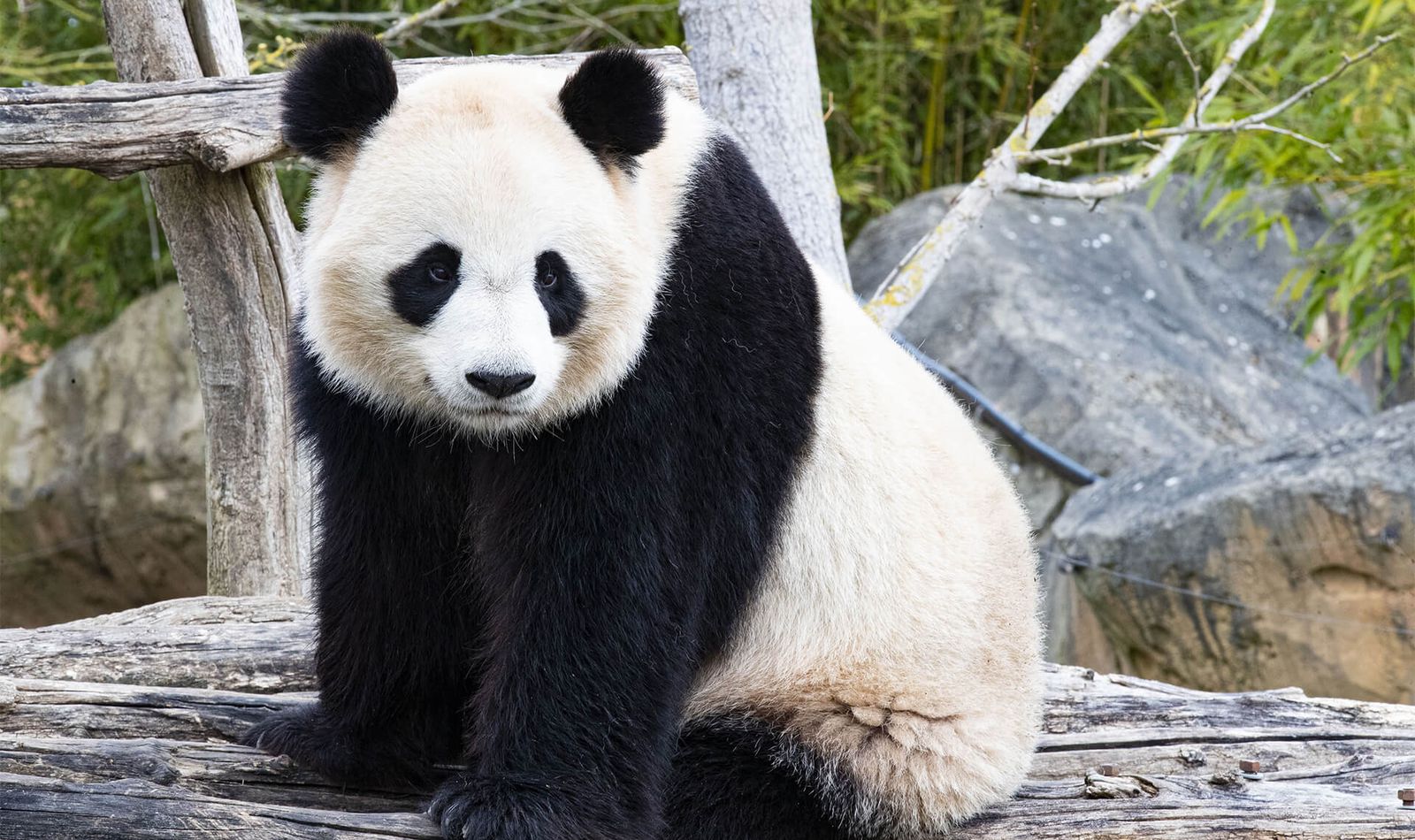 Panda géant - ZooParc de Beauval