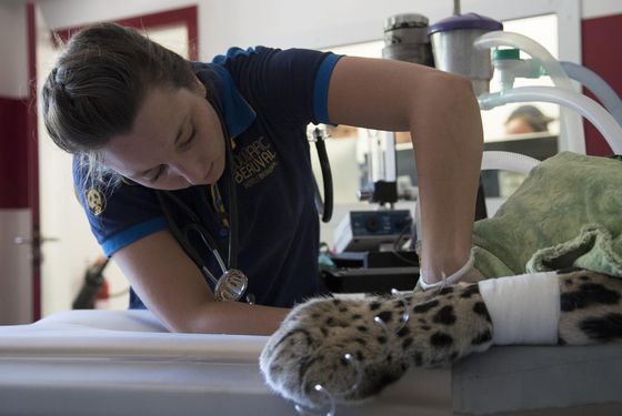 Clinique Veterinaire Et Centre De Recherche Zooparc De Beauval