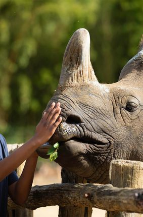 Activité Rencontres privilèges - Contact privilégié avec rhinocéros indien - Au plus près des animaux - ZooParc de Beauval