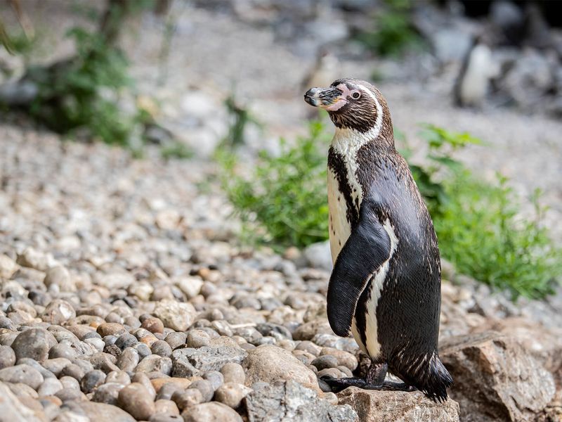 Humboldt penguin