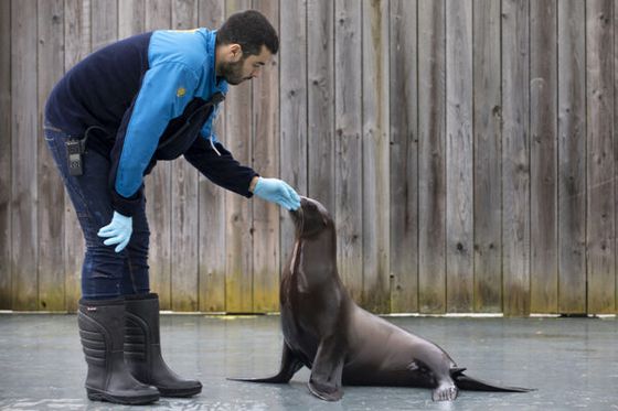 Plongez dans les coulisses des représentations des oiseaux et des otaries grâce à nos animations quotidiennes !