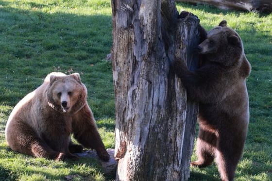 Les ourses de Beauval se préparent doucement à l’hivernation