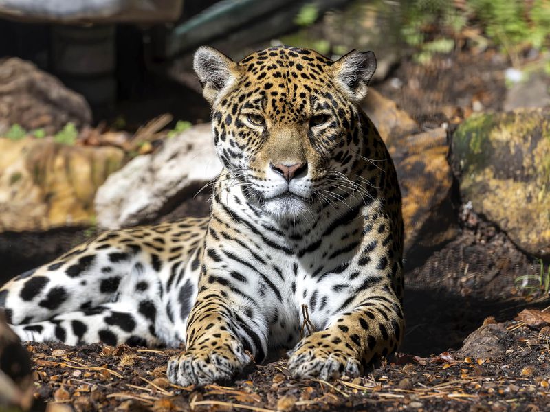 Jaguar - Animaux extraordinaires du ZooParc Jaguar - Animaux extraordinaires du ZooParc