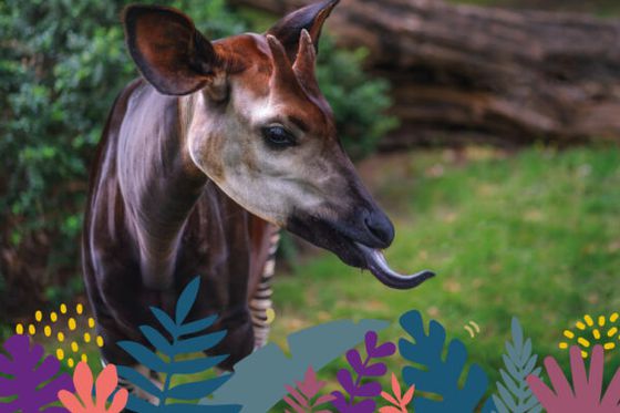 Partez à la rencontre des animaux méconnus à la Maison Beauval Nature, du 7 février au 9 mars 2026 !