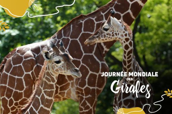 Demain on fête officiellement les girafes !
