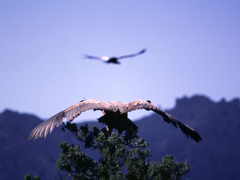 Condor des Andes - Beauval Nature - Spectacle d'oiseaux - Les Maîtres des Airs