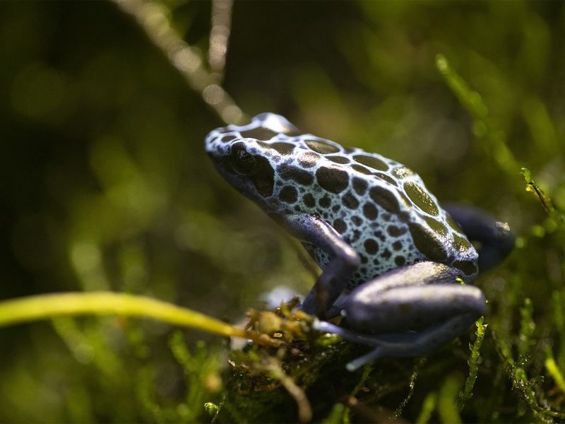 Dyeing poison frog