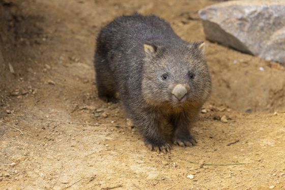Parrainer les wombats, la nouvelle espèce emblématique de Beauval !