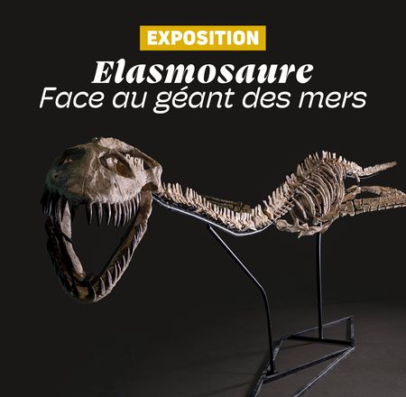 Exposition élasmosaure - ZooParc de Beauval