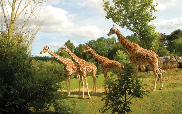 Girafes - L'histoire du ZooParc