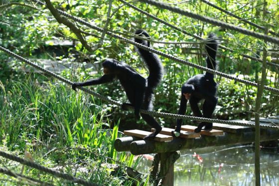 Beauval accueille les atèles à face rouge