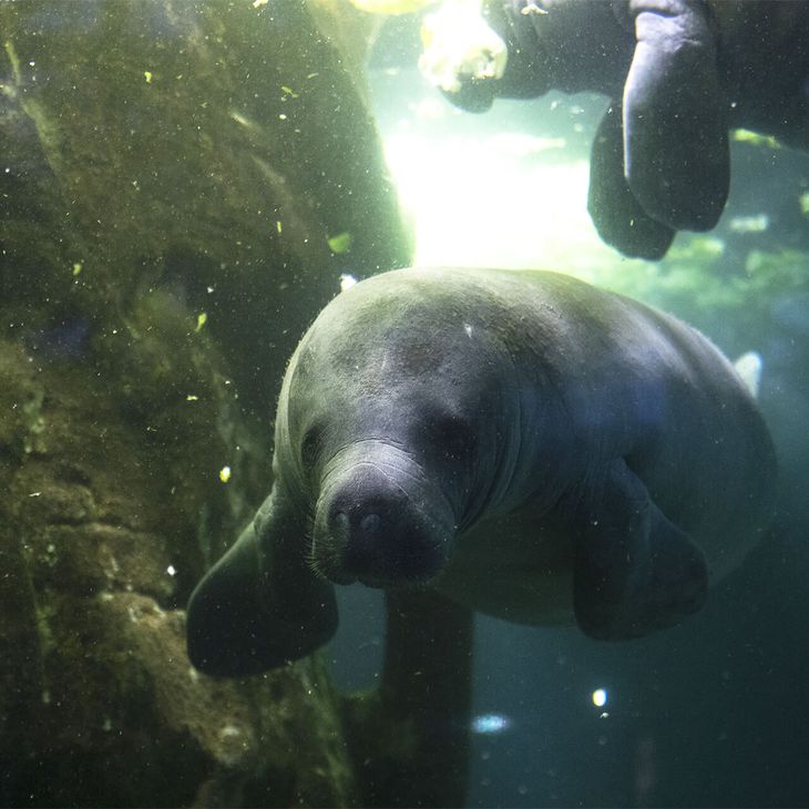 Visites guidées, MonstroZoo - Activité - ZooParc de Beauval