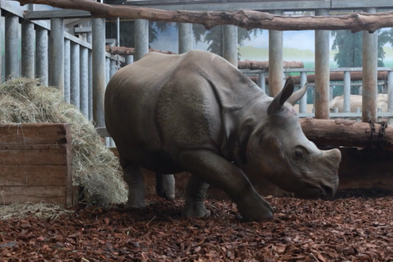 L’arrivée spectaculaire de Sonaï, mâle rhinocéros indien, à Beauval