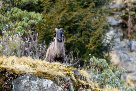 À la découverte du tahr de l’Himalaya, pour mieux le protéger