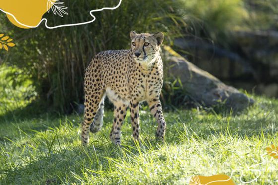 Journée mondiale du guépard 2025 : préserver le félin le plus rapide du monde