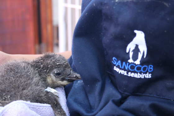 Beauval Nature soutient la conservation des manchots du Cap