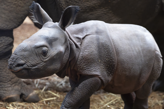 Bahïs et Neytiri : 2 petites femelles rhinocéros indiens en pleine forme (et déjà bien différentes !)