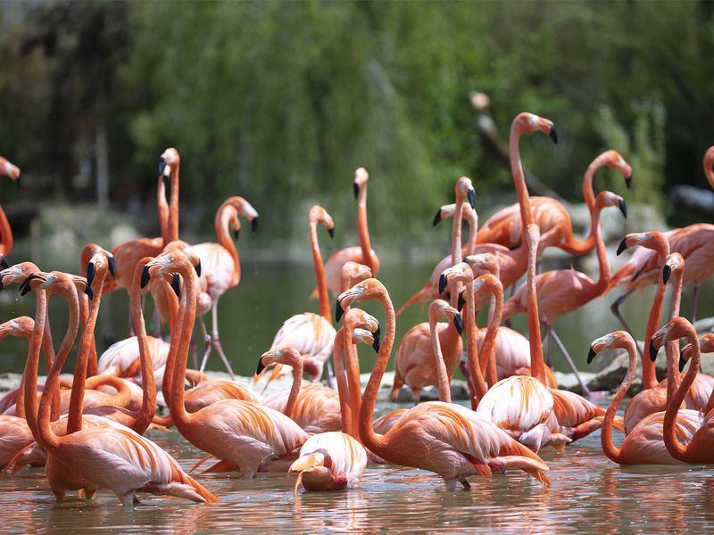 Great South American Aviary - Caribbean flamingos - ZooParc de Beauval