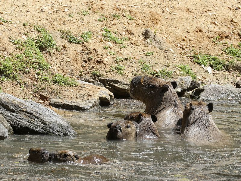 Capybara - Animaux extraordinaires du ZooParc