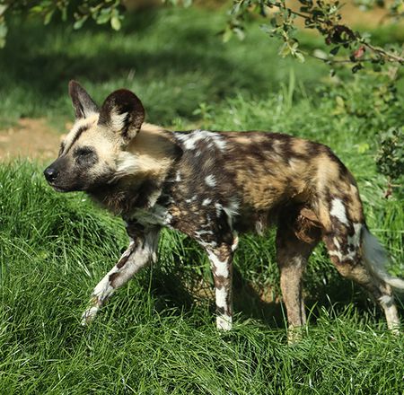 Wild dog