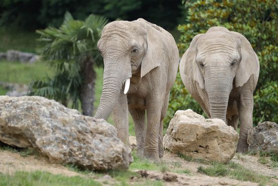 Elephants