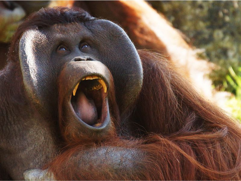  Orang  outan  de Born o ZooParc de Beauval