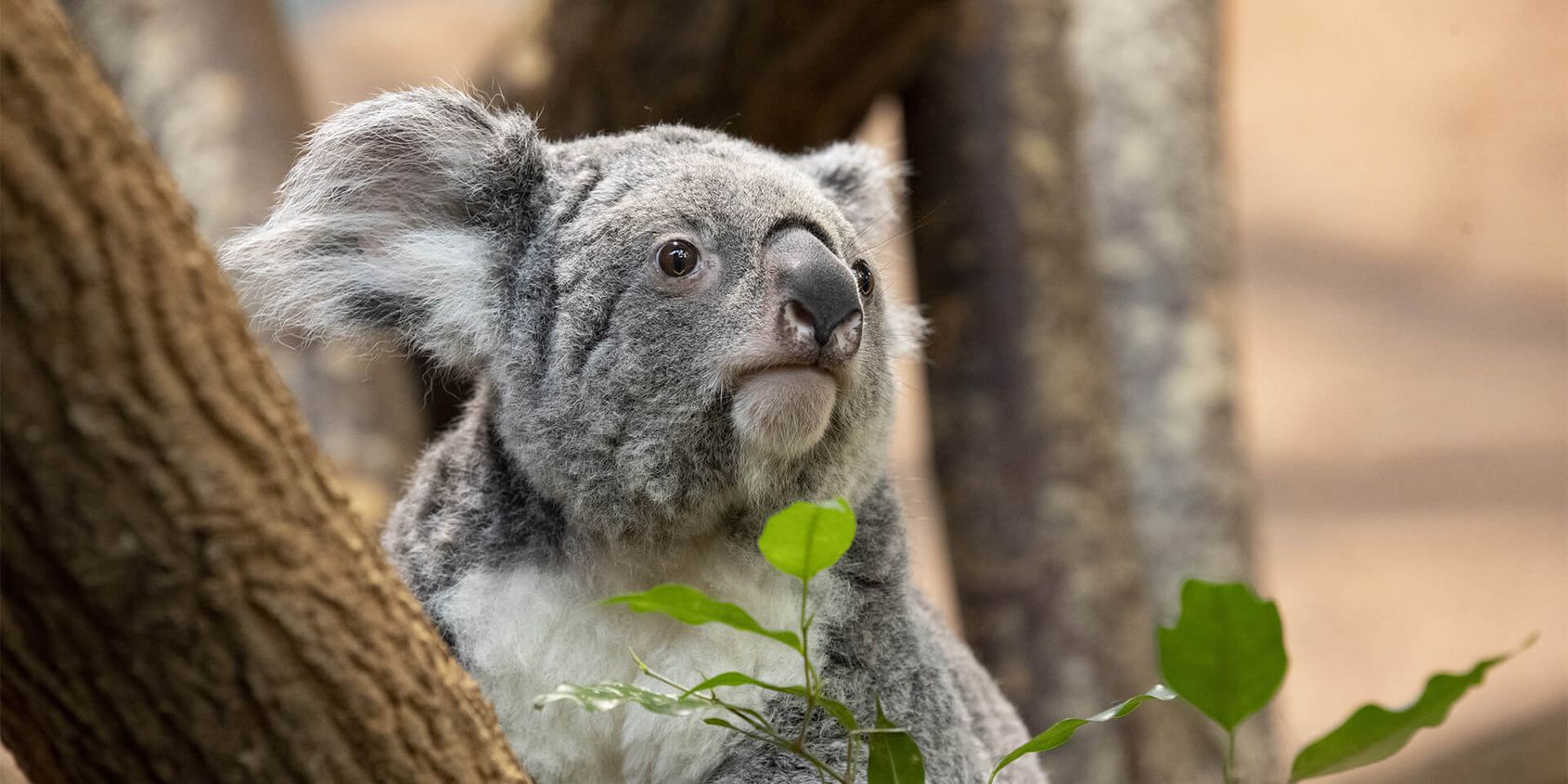 Koala - Les animaux de La Serre des Koalas - ZooParc de Beauval